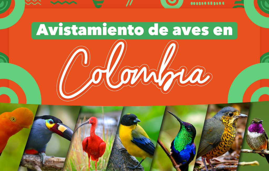 Avistamiento de aves en Colombia
